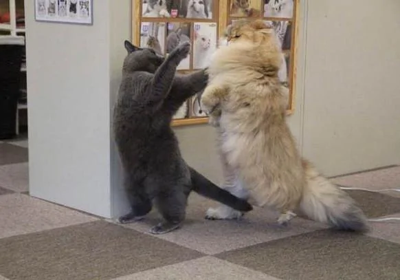 给猫咪剪了毛 以为它会不开心 没想到却提高了它的战斗力!