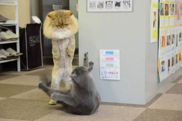 给猫咪剪了毛 以为它会不开心 没想到却提高了它的战斗力!