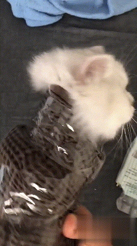 主人:我就不信把你包成这样 你还能挠我!猫:就掏个耳朵 至于嘛!