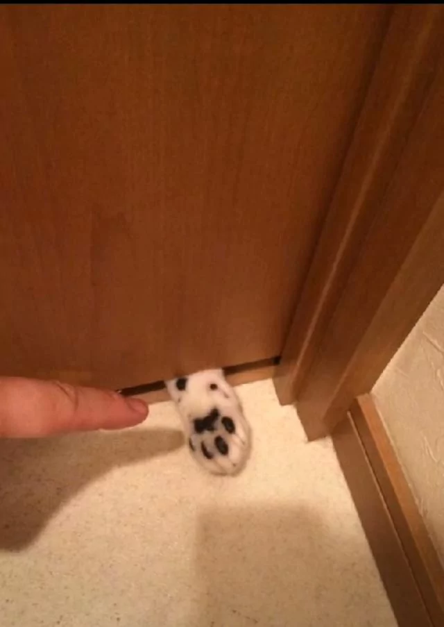 门缝处猫咪伸了只爪子出来 看似可爱却暗藏杀机!