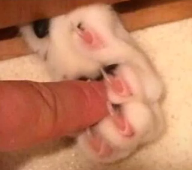 门缝处猫咪伸了只爪子出来 看似可爱却暗藏杀机!