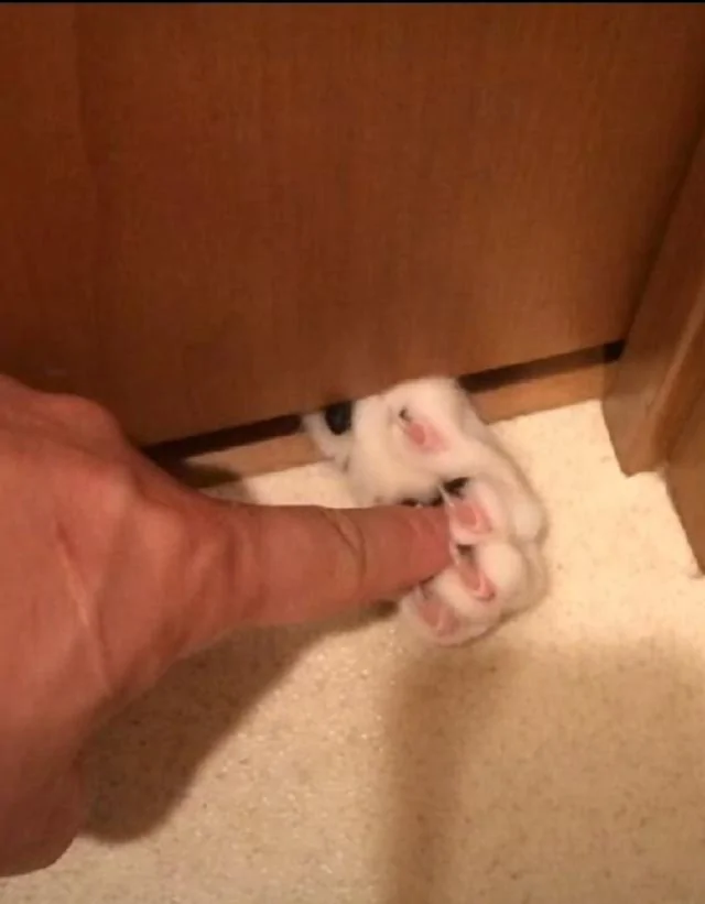 门缝处猫咪伸了只爪子出来 看似可爱却暗藏杀机!