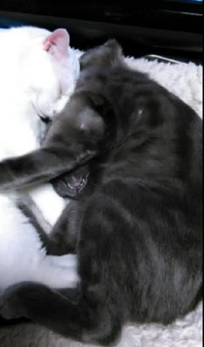 宠主养了两只性格不同的猫咪 一黑一白 黑猫疯狂的举动让大白猫看呆了!