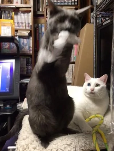 宠主养了两只性格不同的猫咪 一黑一白 黑猫疯狂的举动让大白猫看呆了!