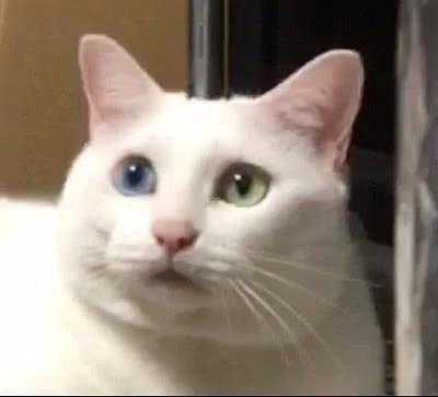 宠主养了两只性格不同的猫咪 一黑一白 黑猫疯狂的举动让大白猫看呆了!