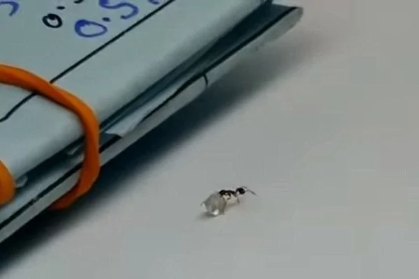 钻石自己走路? 原来是蚂蚁“大盗”干的!