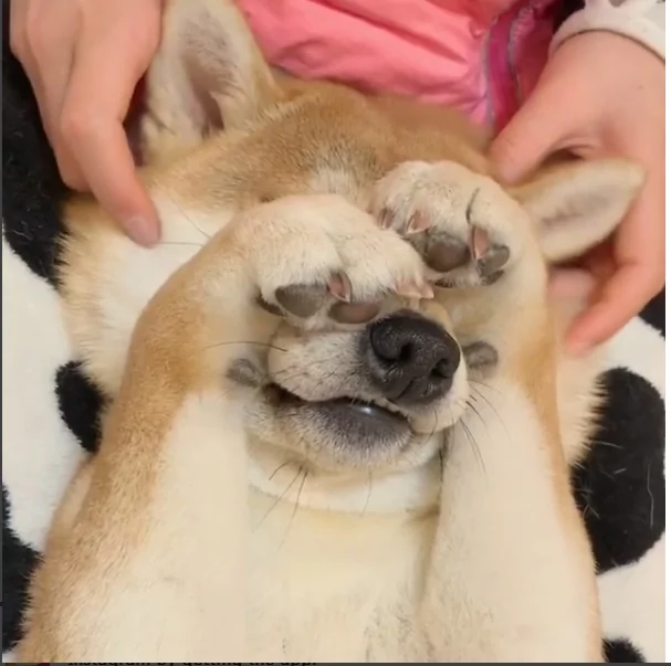 娇羞的柴犬不想上镜头 捂着脸不要拍 超萌模样逗得网友直呼 太可爱了!