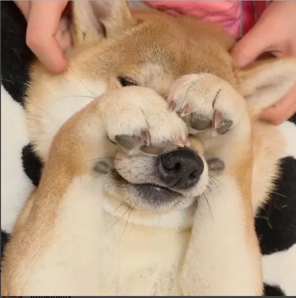 娇羞的柴犬不想上镜头 捂着脸不要拍 超萌模样逗得网友直呼 太可爱了!
