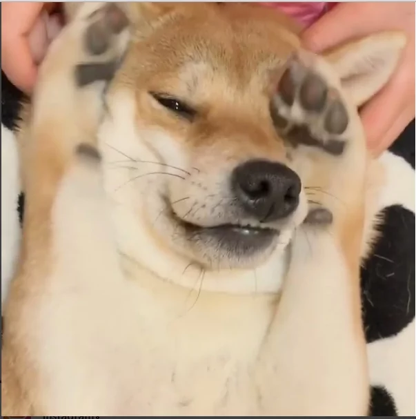 娇羞的柴犬不想上镜头 捂着脸不要拍 超萌模样逗得网友直呼 太可爱了!
