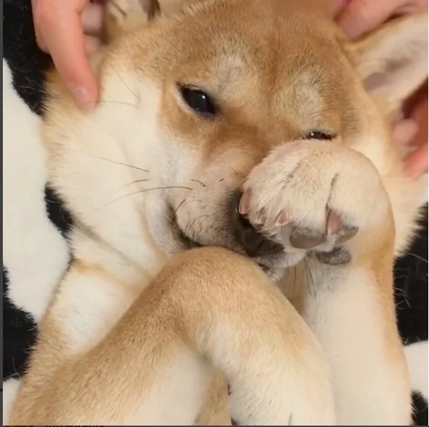 娇羞的柴犬不想上镜头 捂着脸不要拍 超萌模样逗得网友直呼 太可爱了!