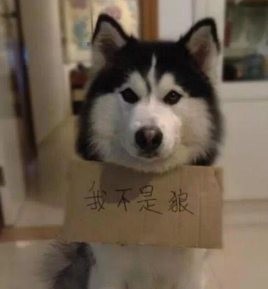 蠢哈碰上蠢主人 被埋进沙堆里展现出狼的血统 吓得主人赶紧给他放出来!