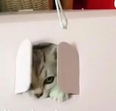 猫咪玩累了回箱子里休息 关门的小爪子太可爱了!