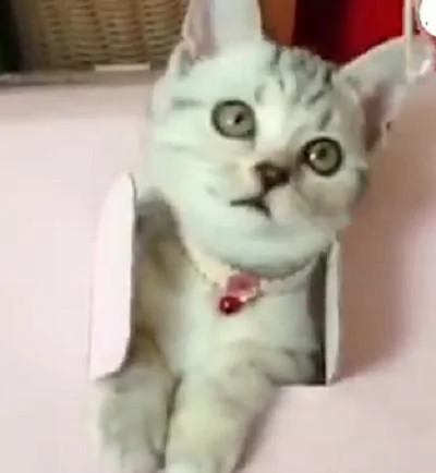 猫咪玩累了回箱子里休息 关门的小爪子太可爱了!