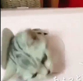 猫咪玩累了回箱子里休息 关门的小爪子太可爱了!