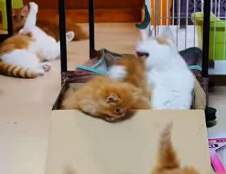 小奶猫往外跑 猫妈妈生气了 按住一个:别想走!