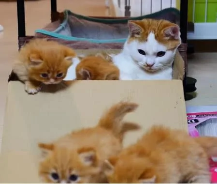 小奶猫往外跑 猫妈妈生气了 按住一个:别想走!