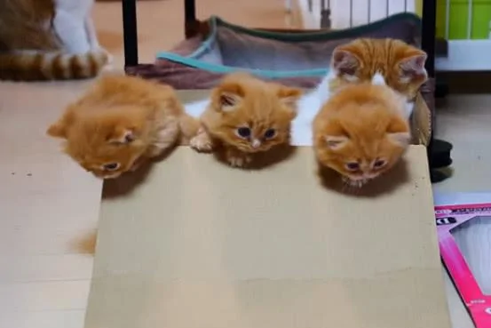 小奶猫往外跑 猫妈妈生气了 按住一个:别想走!