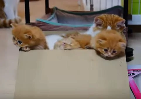 小奶猫往外跑 猫妈妈生气了 按住一个:别想走!