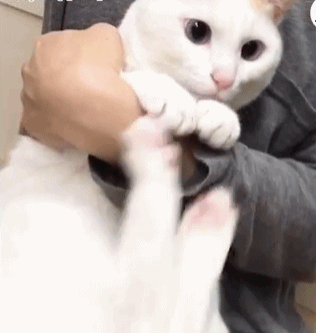 猫咪不喜欢主人的抱法 用小脚丫踹主人的手 超可爱!