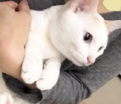 猫咪不喜欢主人的抱法 用小脚丫踹主人的手 超可爱!