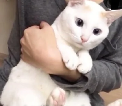 猫咪不喜欢主人的抱法 用小脚丫踹主人的手 超可爱!