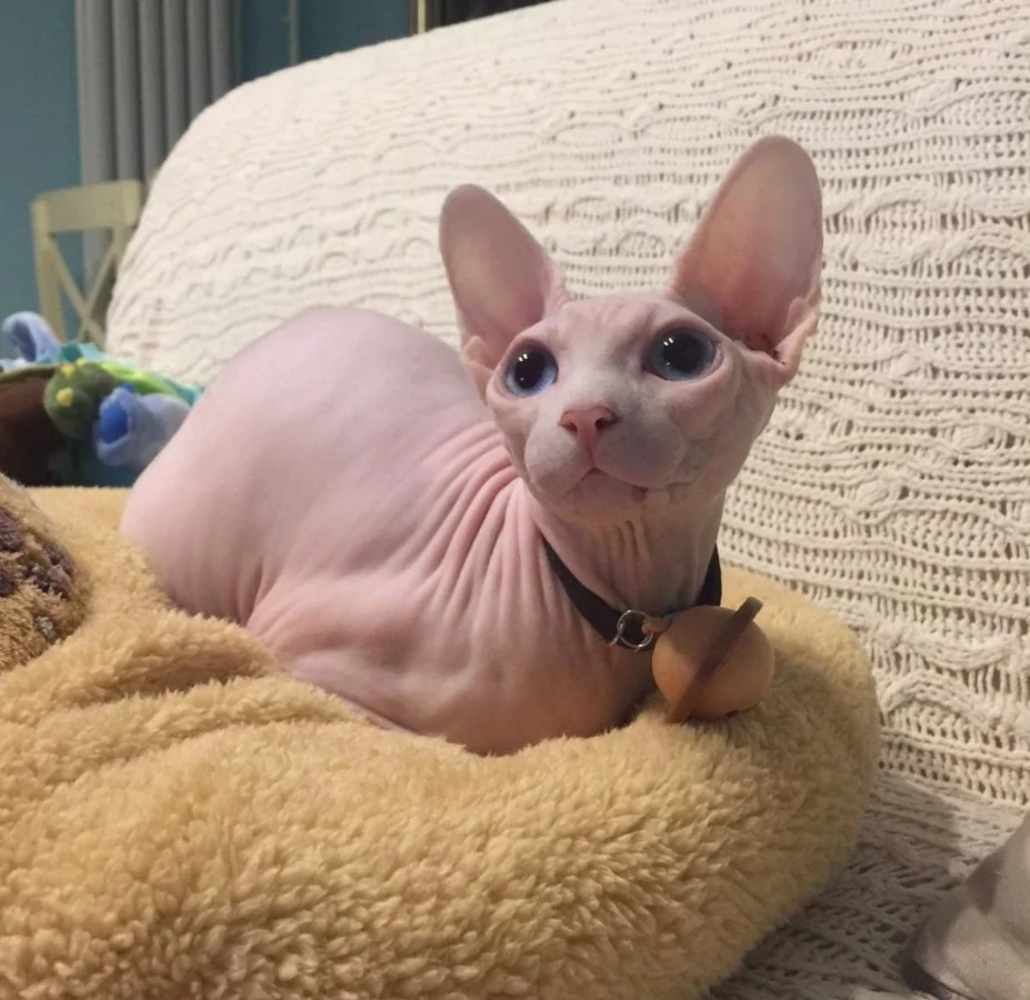 主人花高价买个无毛猫 老妈想了个妙招 网友笑喷了!