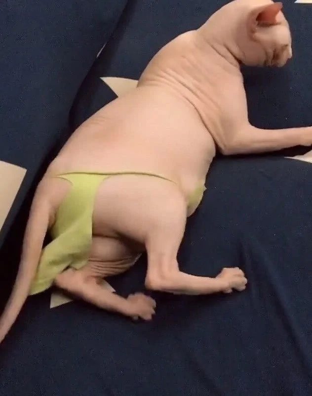 主人花高价买个无毛猫 老妈想了个妙招 网友笑喷了!