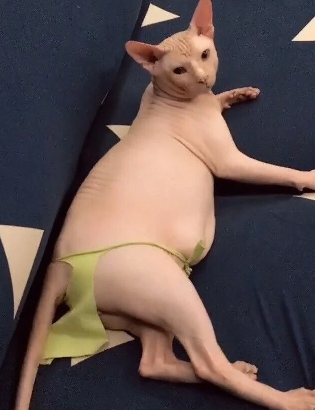 主人花高价买个无毛猫 老妈想了个妙招 网友笑喷了!
