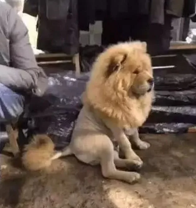 主人带狗狗去剃毛 剃完毛后 再没有狗子敢惹它了!