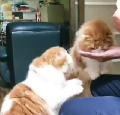 猫咪兄弟争吃东西 交替用小爪拍主人:你还没喂我呢!