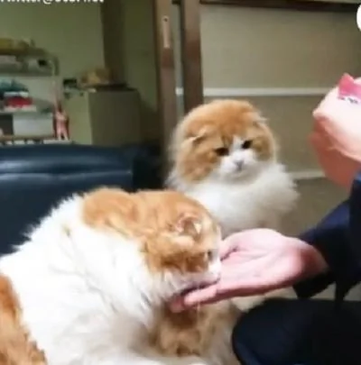 猫咪兄弟争吃东西 交替用小爪拍主人:你还没喂我呢!