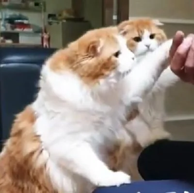 猫咪兄弟争吃东西 交替用小爪拍主人:你还没喂我呢!