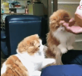 猫咪兄弟争吃东西 交替用小爪拍主人:你还没喂我呢!