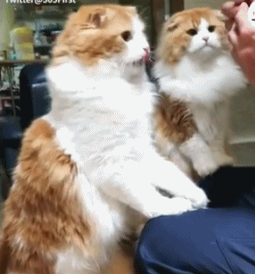 猫咪兄弟争吃东西 交替用小爪拍主人:你还没喂我呢!