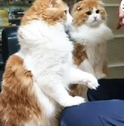猫咪兄弟争吃东西 交替用小爪拍主人:你还没喂我呢!