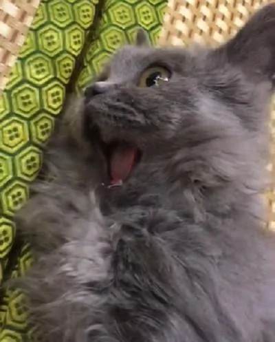 宠主发现猫咪合不上嘴 查看结果 被这傻猫逗乐了!