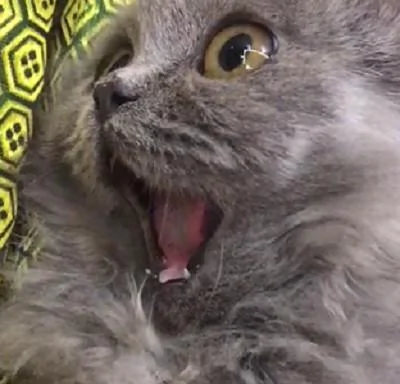 宠主发现猫咪合不上嘴 查看结果 被这傻猫逗乐了!