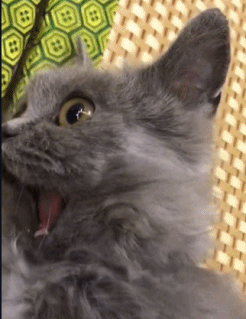 宠主发现猫咪合不上嘴 查看结果 被这傻猫逗乐了!