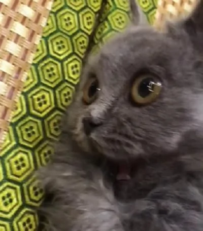 宠主发现猫咪合不上嘴 查看结果 被这傻猫逗乐了!