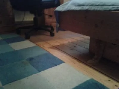 黑猫就在主人的面前 可是主人花了半小时才找到它!