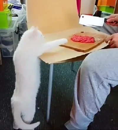 主人在剁肉 猫咪嘴馋想吃 被训后收回自己的嫩爪子!