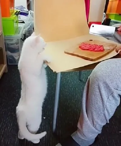主人在剁肉 猫咪嘴馋想吃 被训后收回自己的嫩爪子!
