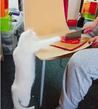 主人在剁肉 猫咪嘴馋想吃 被训后收回自己的嫩爪子!