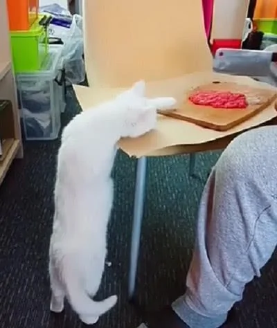 主人在剁肉 猫咪嘴馋想吃 被训后收回自己的嫩爪子!