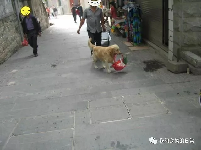 金毛坚持每天帮主人送菜挣钱 还招揽了一堆生意!