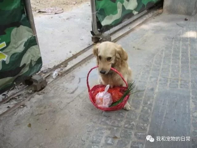 金毛坚持每天帮主人送菜挣钱 还招揽了一堆生意!