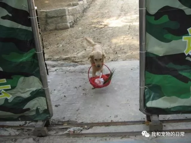 金毛坚持每天帮主人送菜挣钱 还招揽了一堆生意!