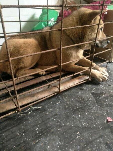 好心男子路过狗肉店 买下一只强壮的狗狗 意外惊喜:它非强壮而是怀孕了!