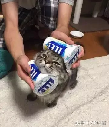 小猫热坏了 主人赶紧用冷酸奶给它冰脸 可五分钟后笑喷了!