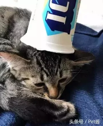 小猫热坏了 主人赶紧用冷酸奶给它冰脸 可五分钟后笑喷了!